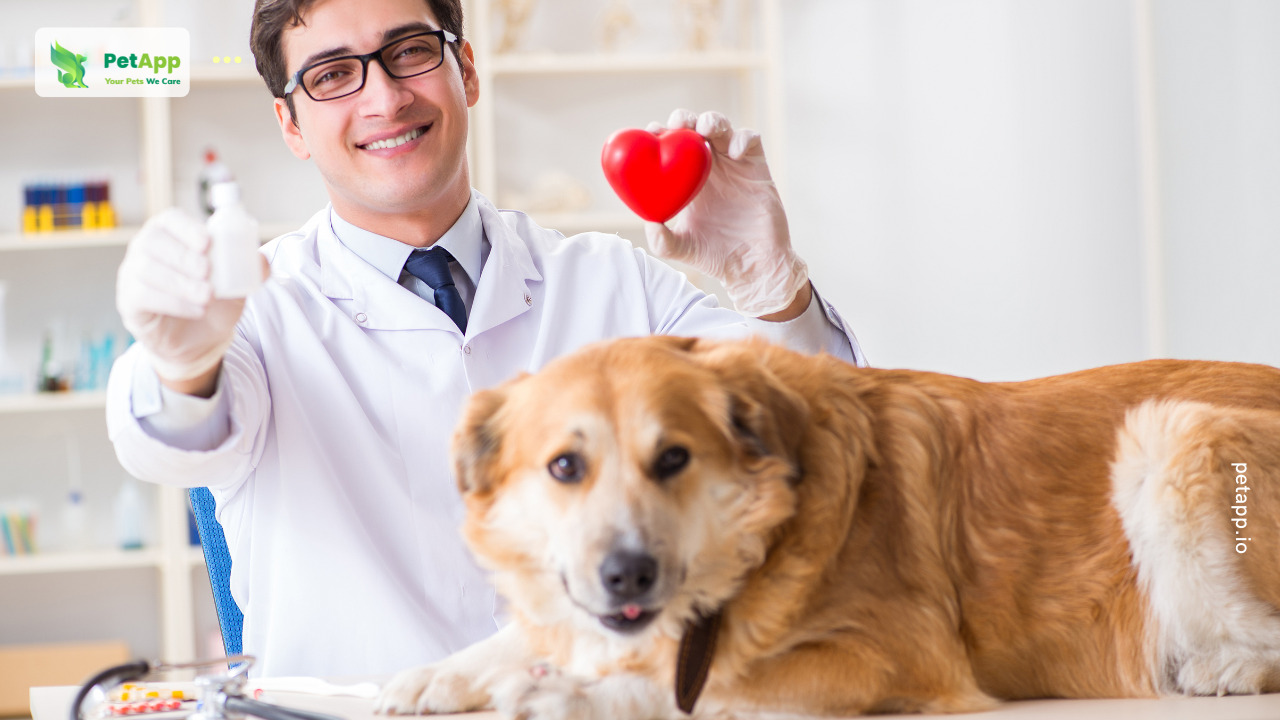 Cách điều trị và phòng ngừa dị ứng ở chó mèo