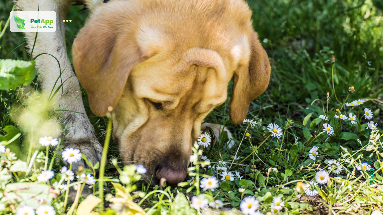 Thói quen của chó: Ngửi đất trước khi đi tiểu