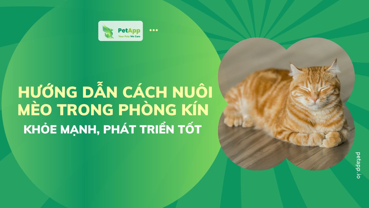 PetApp | Hướng dẫn cách nuôi mèo trong phòng kín khỏe mạnh, phát triển tốt