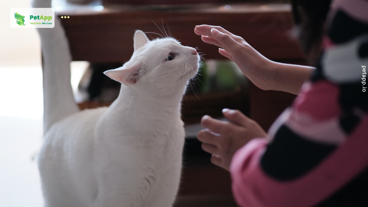 Mùi hương giúp mèo sinh tồn như thế nào