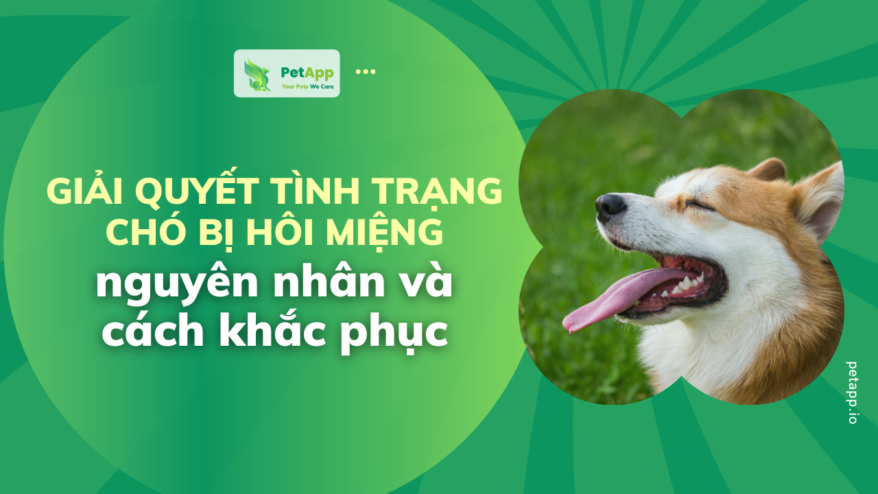 PetApp | Giải quyết tình trạng chó bị hôi miệng, nguyên nhân và cách khắc phục