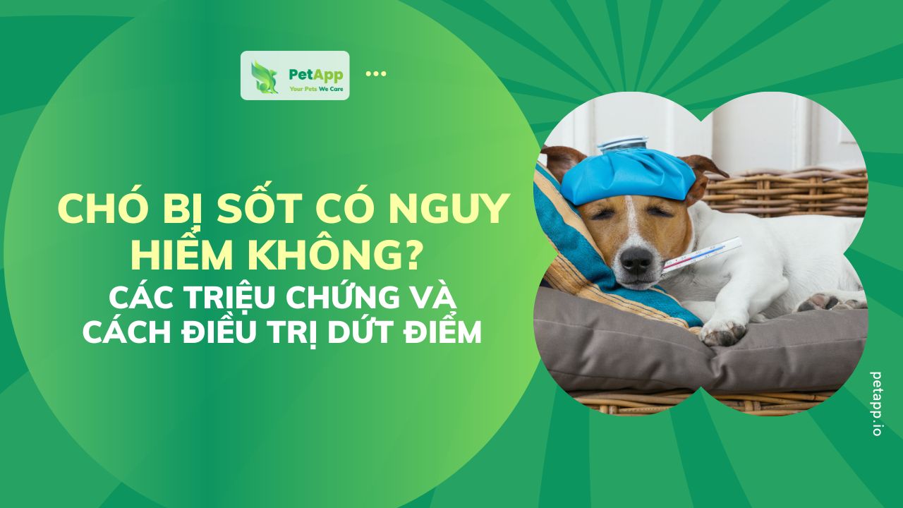 PetApp | Chó bị sốt có nguy hiểm không? Các triệu chứng và cách điều trị dứt điểm