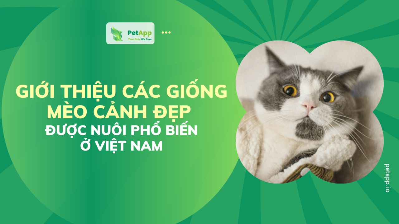 PetApp | Giới thiệu các giống mèo cảnh đẹp được nuôi phổ biến ở Việt Nam