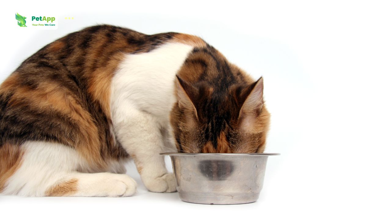Mèo có ăn được tôm không?