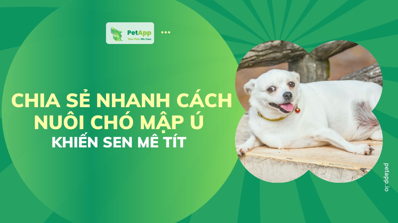 PetApp | Chia sẻ nhanh cách nuôi chó mập ú khiến Sen mê tít